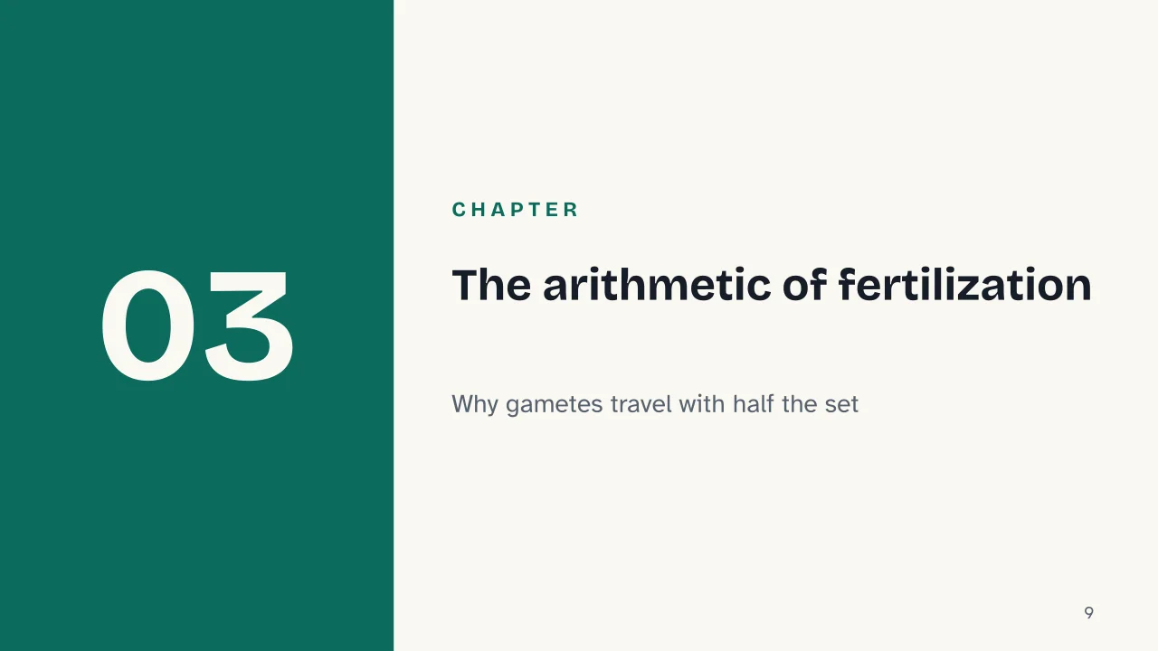 Slide 9 of the presentation on Mitosis vs Meiosis: Chapter 03: The arithmetic of fertilization