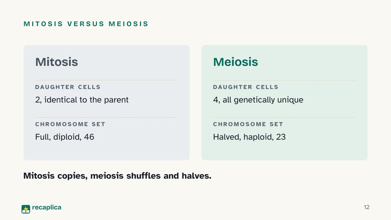 Slide 12 of the presentation on Mitosis vs Meiosis: Mitosis versus meiosis