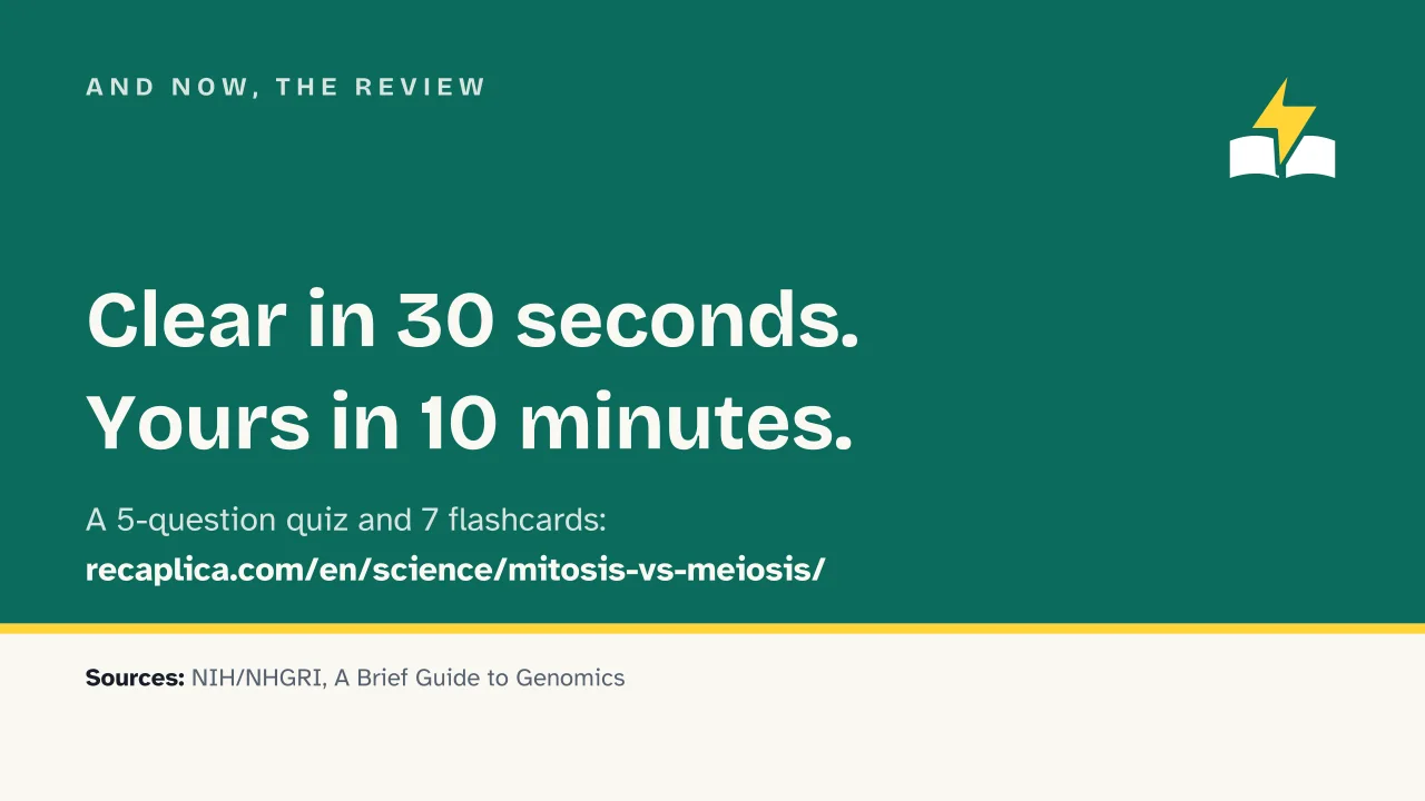 Slide 15 of the presentation on Mitosis vs Meiosis: And now, the review