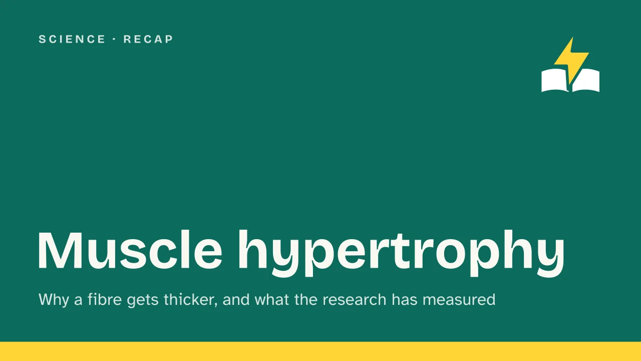 Slide 1 of the presentation on Muscle hypertrophy: Muscle hypertrophy