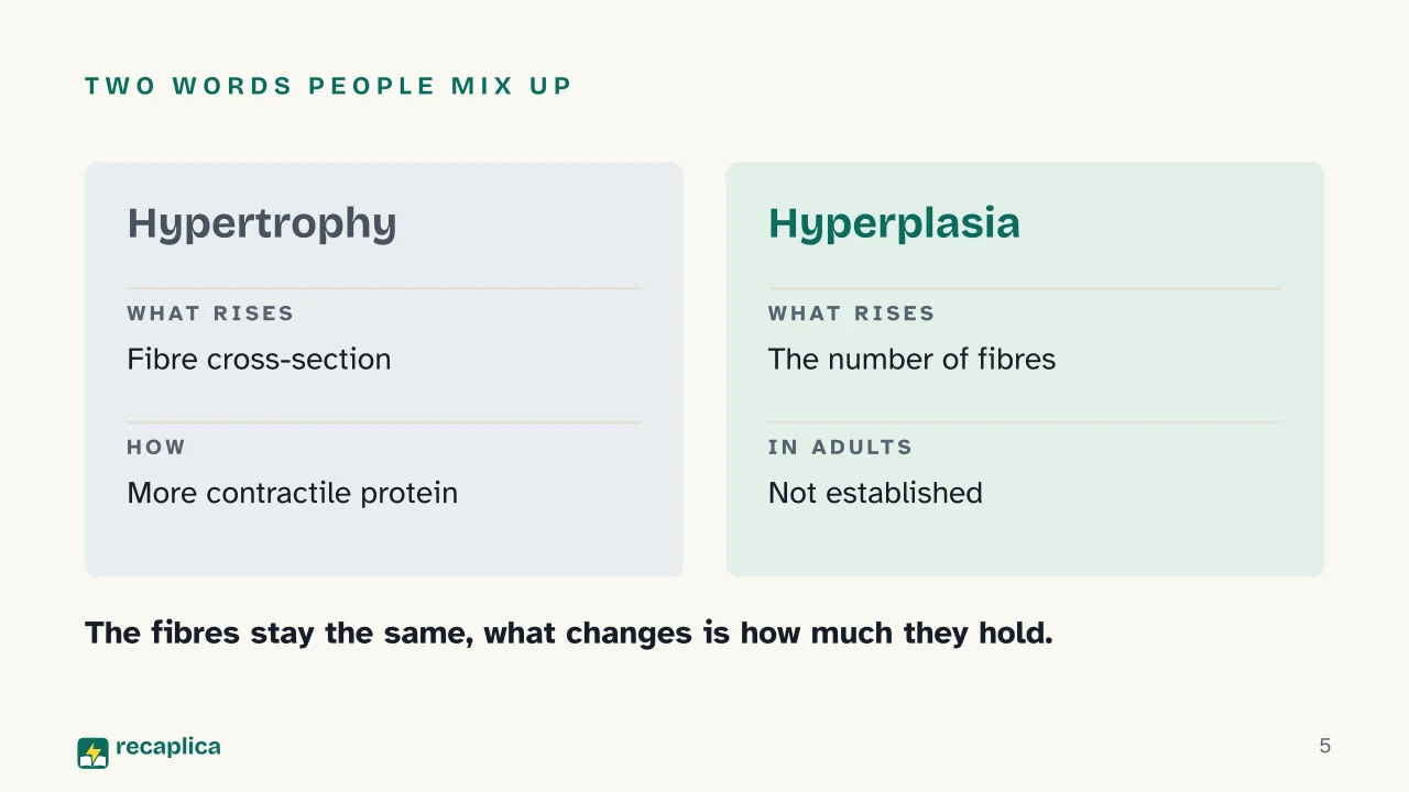 Slide 5 of the presentation on Muscle hypertrophy: Two words people mix up