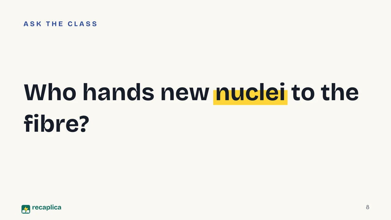 Slide 8 of the presentation on Muscle hypertrophy: Who hands new nuclei to the fibre?