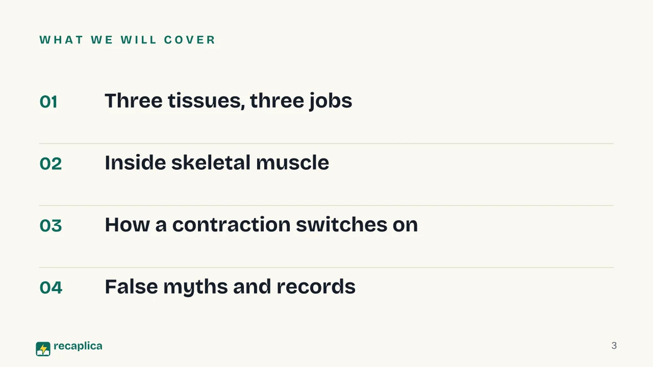 Slide 3 of the presentation on Muscular system: What we will cover