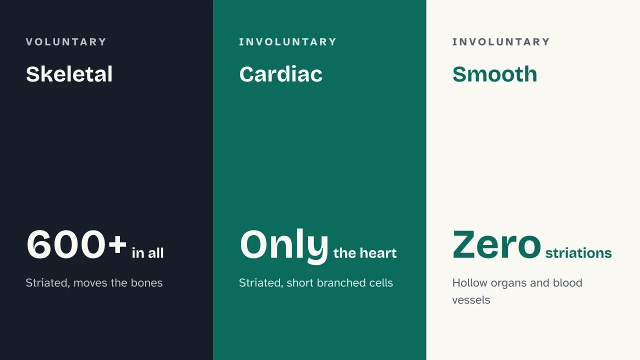 Slide 6 of the presentation on Muscular system: Skeletal · Cardiac · Smooth
