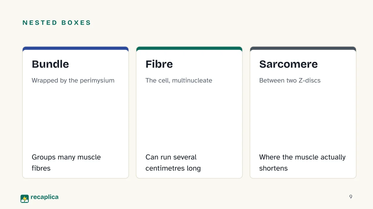 Slide 9 of the presentation on Muscular system: Nested boxes: Bundle, Fibre, Sarcomere