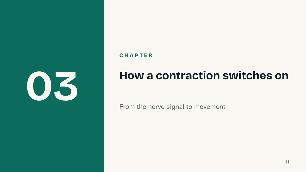 Slide 11 of the presentation on Muscular system: Chapter 03: How a contraction switches on
