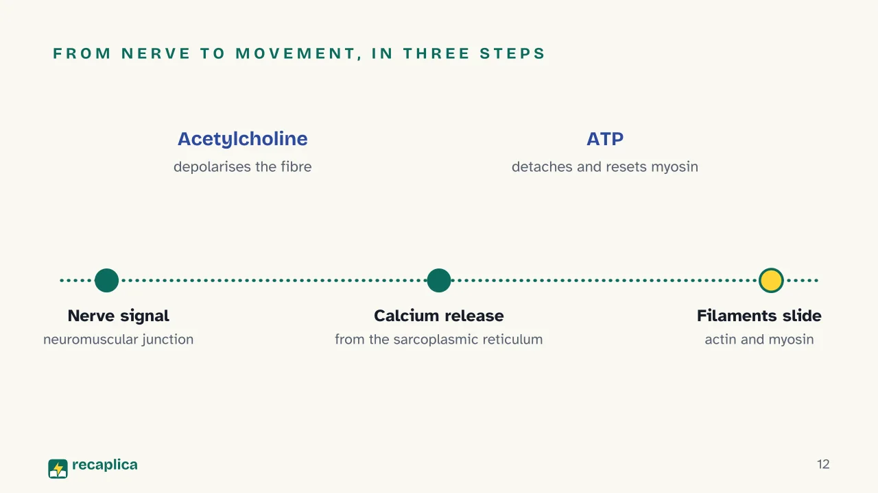 Slide 12 of the presentation on Muscular system: From nerve to movement, in three steps