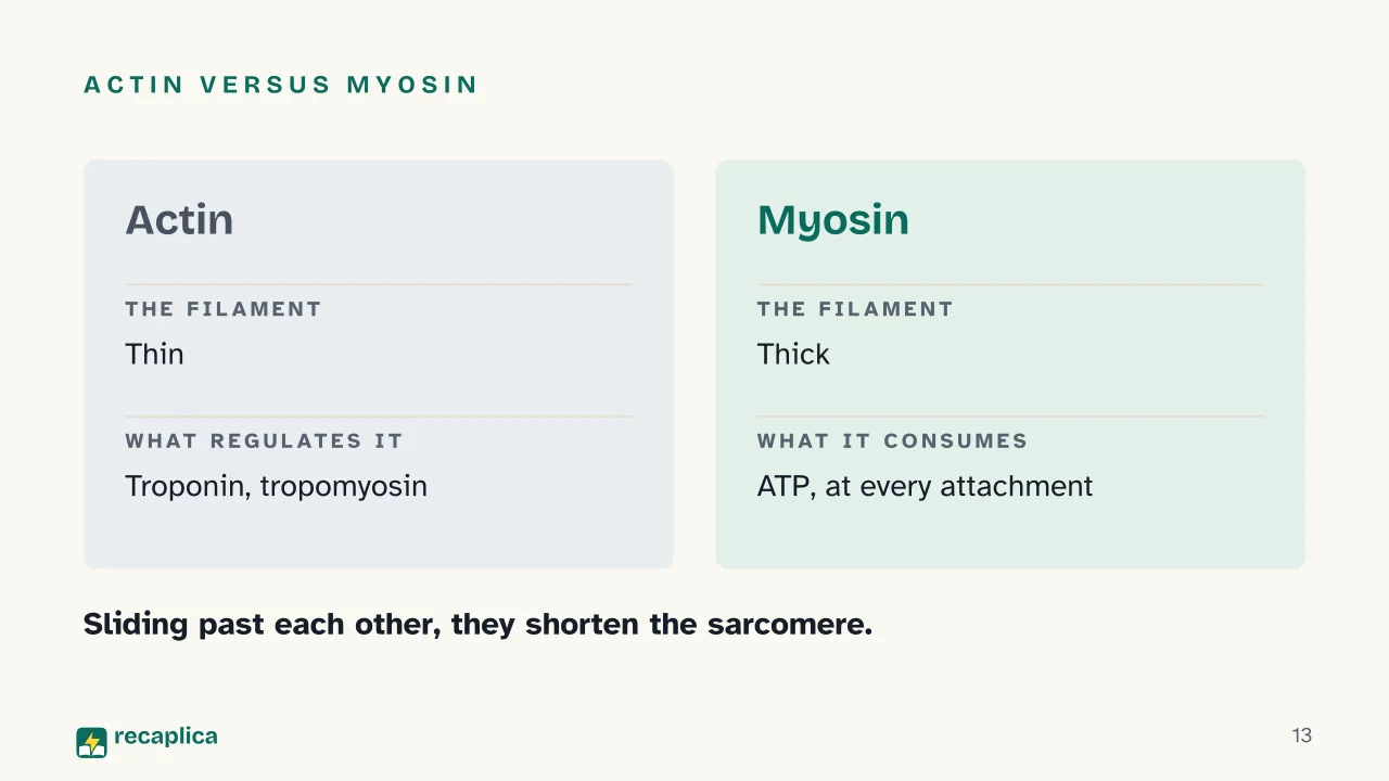 Slide 13 of the presentation on Muscular system: Actin versus myosin