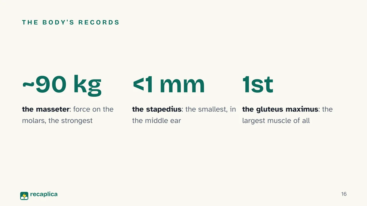 Slide 16 of the presentation on Muscular system: The body's records
