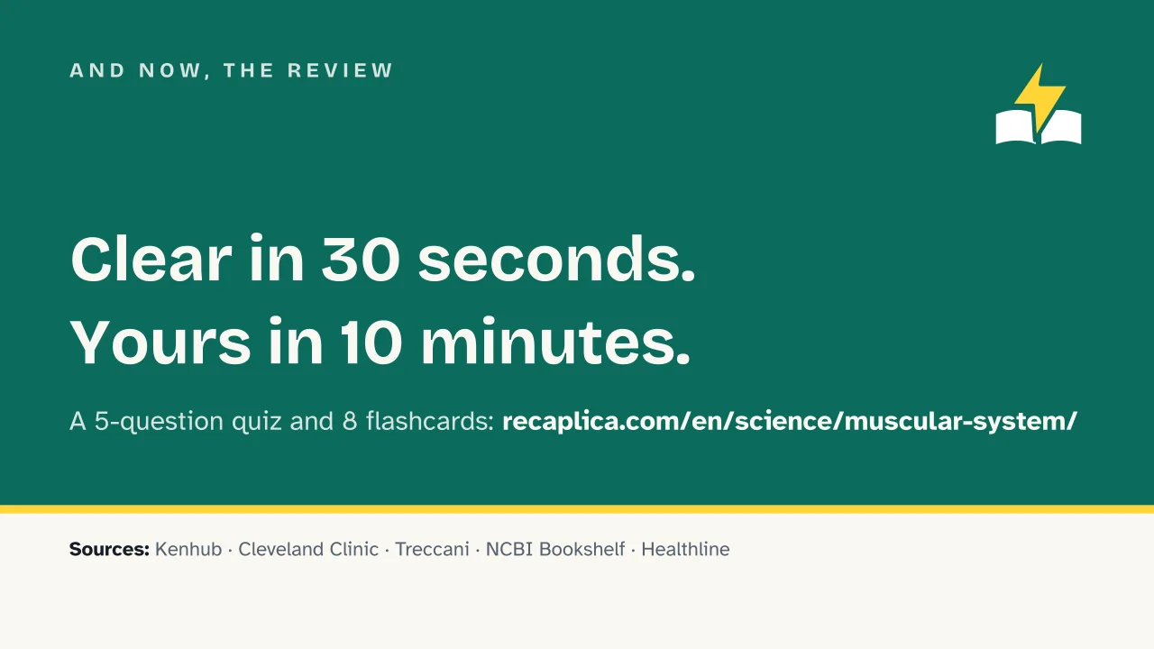 Slide 18 of the presentation on Muscular system: And now, the review