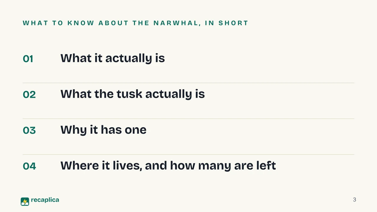 Slide 3 of the presentation on What Is a Narwhal? The Truth Behind the Arctic «Unicorn of the Sea»: What to know about the narwhal, in short
