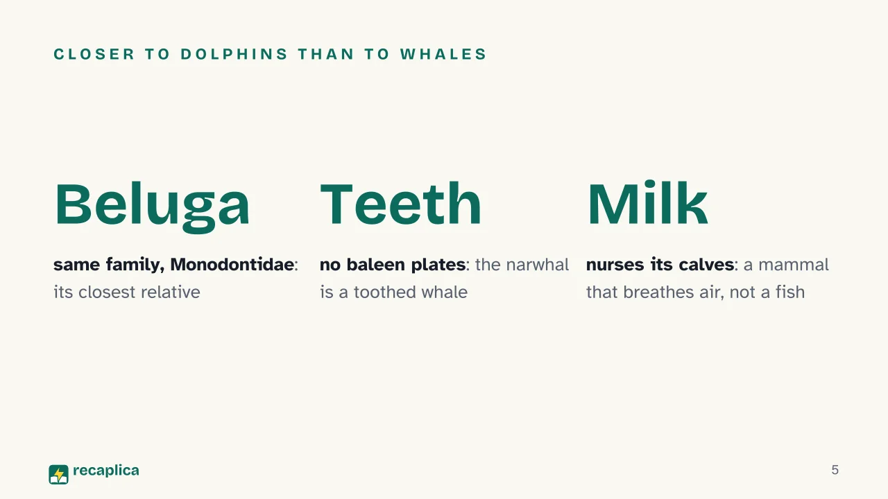 Slide 5 of the presentation on What Is a Narwhal? The Truth Behind the Arctic «Unicorn of the Sea»: Closer to dolphins than to whales