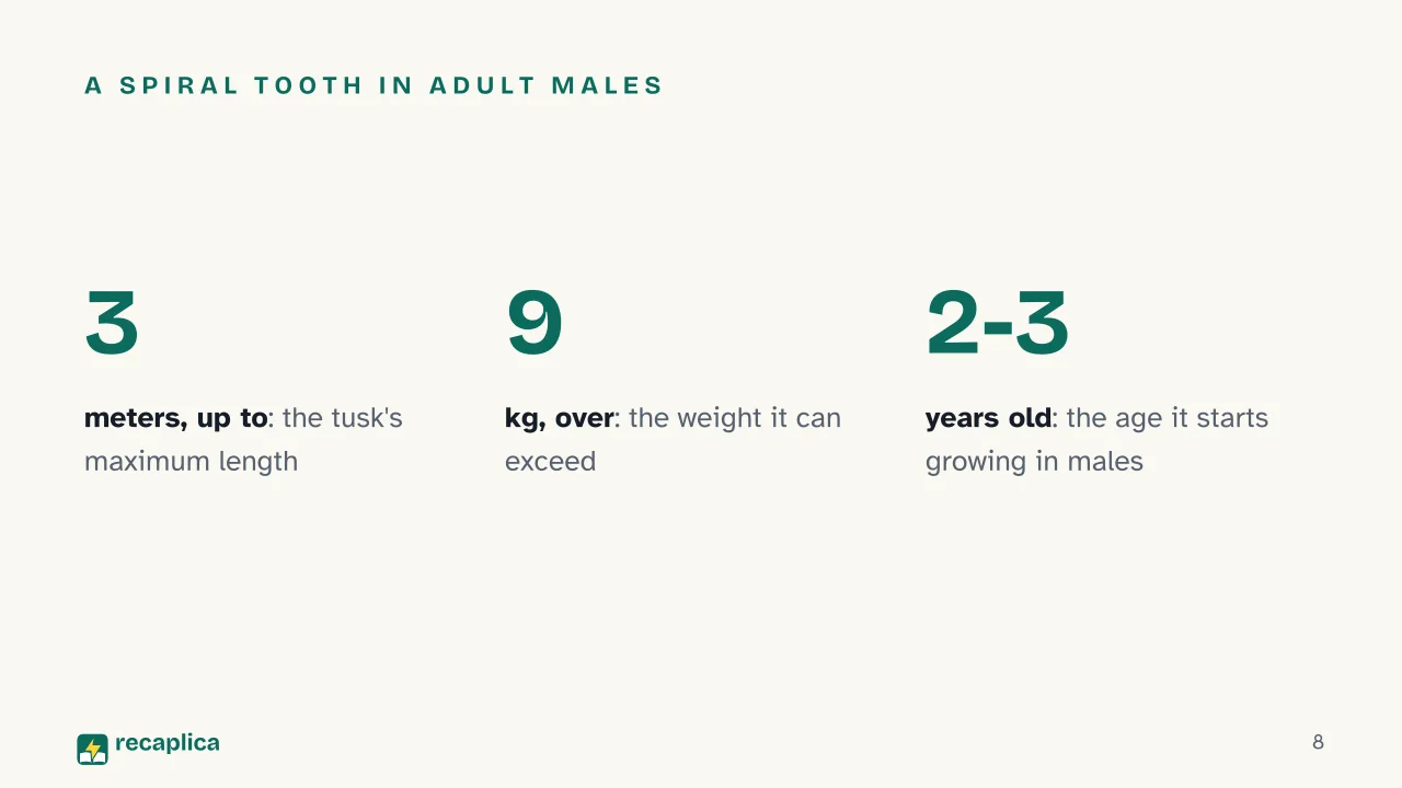 Slide 8 of the presentation on What Is a Narwhal? The Truth Behind the Arctic «Unicorn of the Sea»: A spiral tooth in adult males