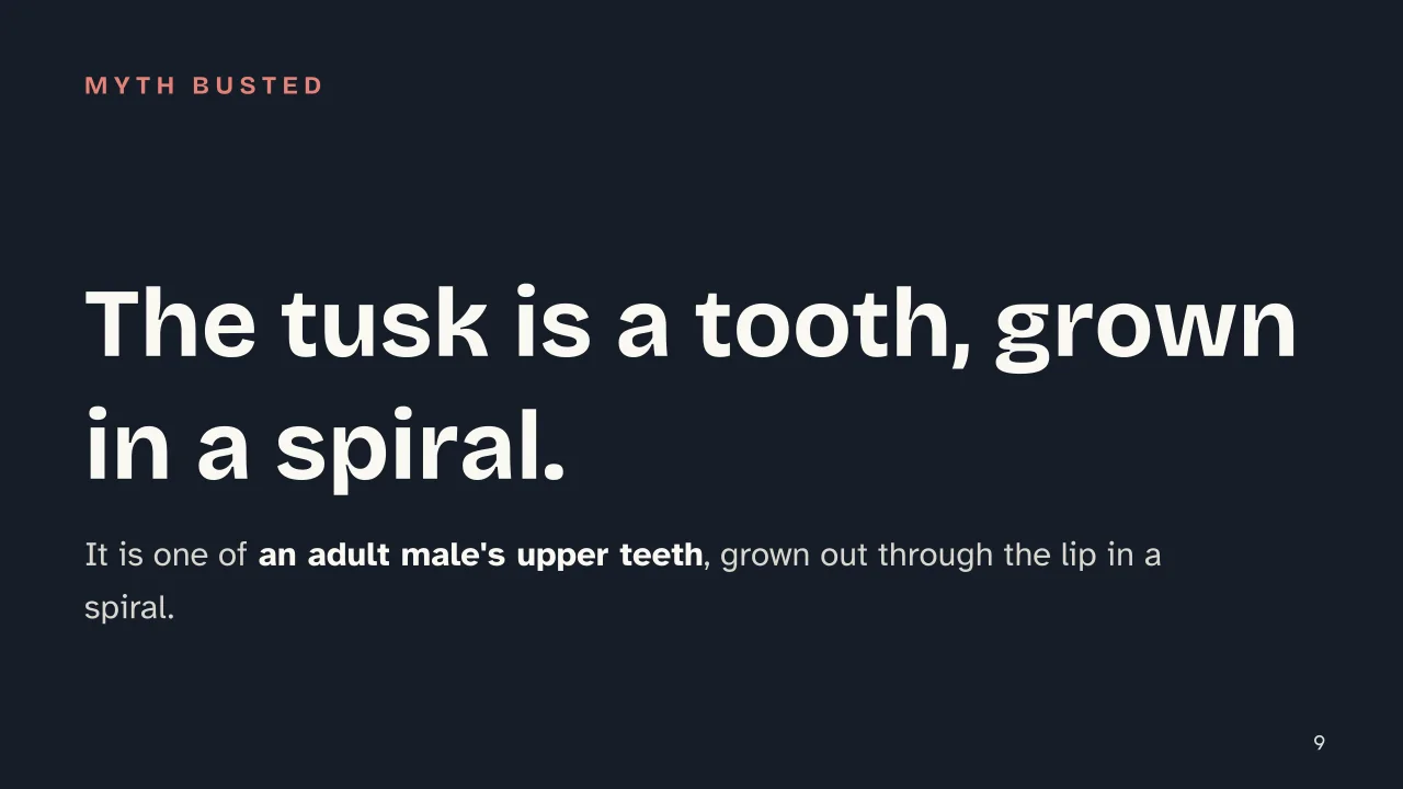 Slide 9 of the presentation on What Is a Narwhal? The Truth Behind the Arctic «Unicorn of the Sea»: The tusk is a tooth, grown in a spiral.
