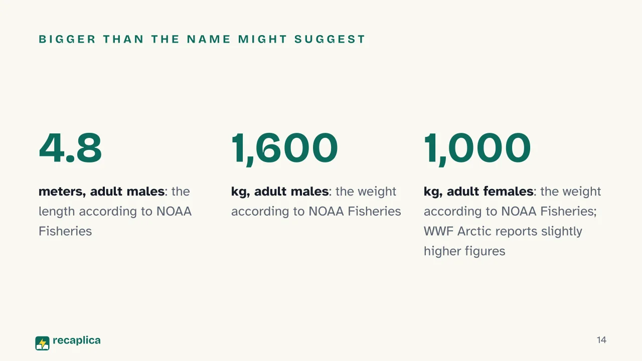Slide 14 of the presentation on What Is a Narwhal? The Truth Behind the Arctic «Unicorn of the Sea»: Bigger than the name might suggest