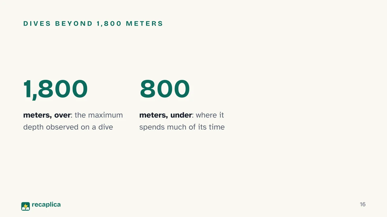 Slide 16 of the presentation on What Is a Narwhal? The Truth Behind the Arctic «Unicorn of the Sea»: Dives beyond 1,800 meters