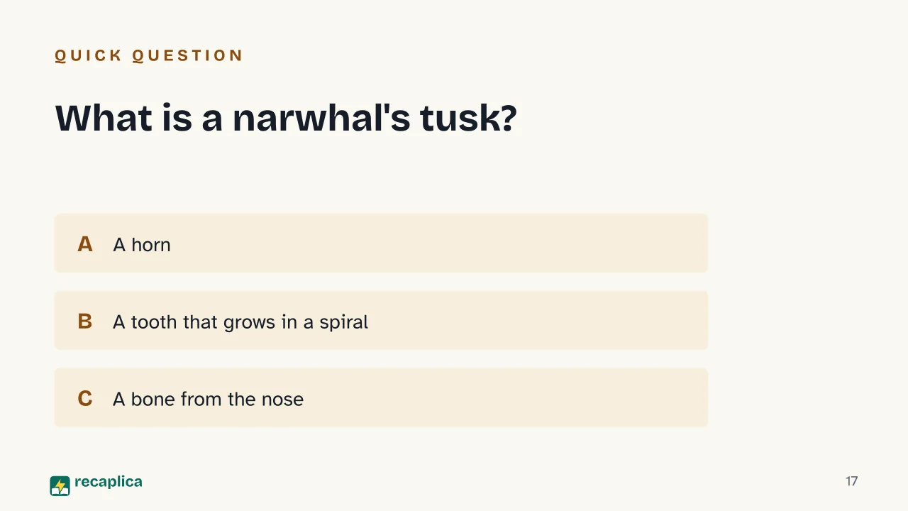 Slide 17 of the presentation on What Is a Narwhal? The Truth Behind the Arctic «Unicorn of the Sea»: What is a narwhal's tusk?