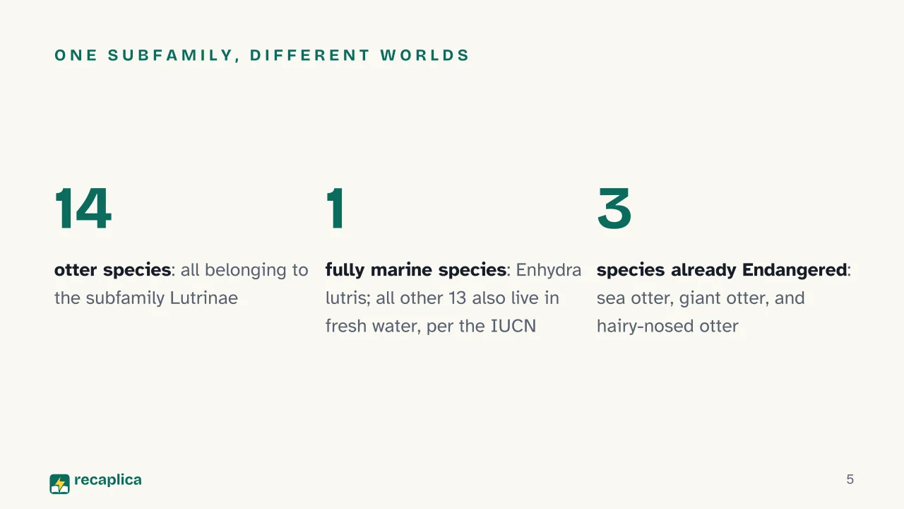 Slide 5 of the presentation on Otters: One subfamily, different worlds