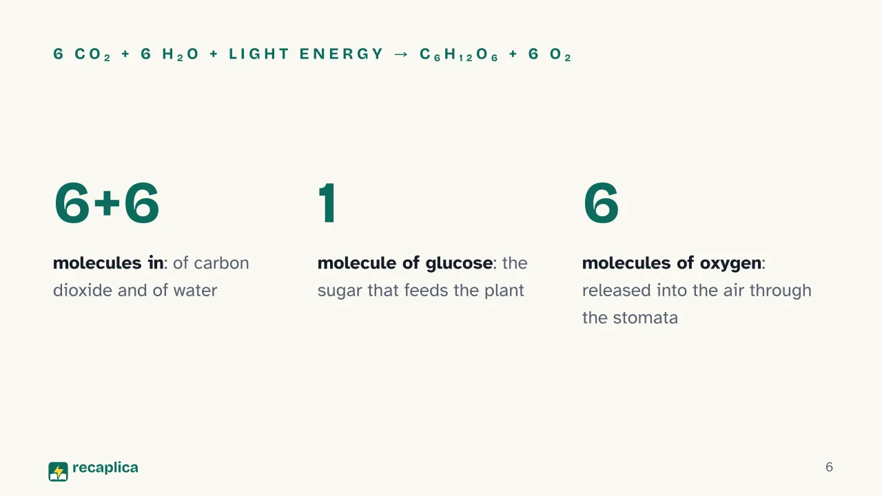 Slide 6 of the presentation on Photosynthesis: 6 CO₂ + 6 H₂O + light energy → C₆H₁₂O₆ + 6 O₂