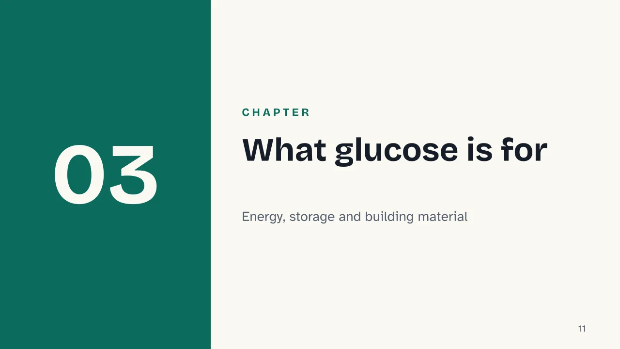 Slide 11 of the presentation on Photosynthesis: Chapter 03: What glucose is for