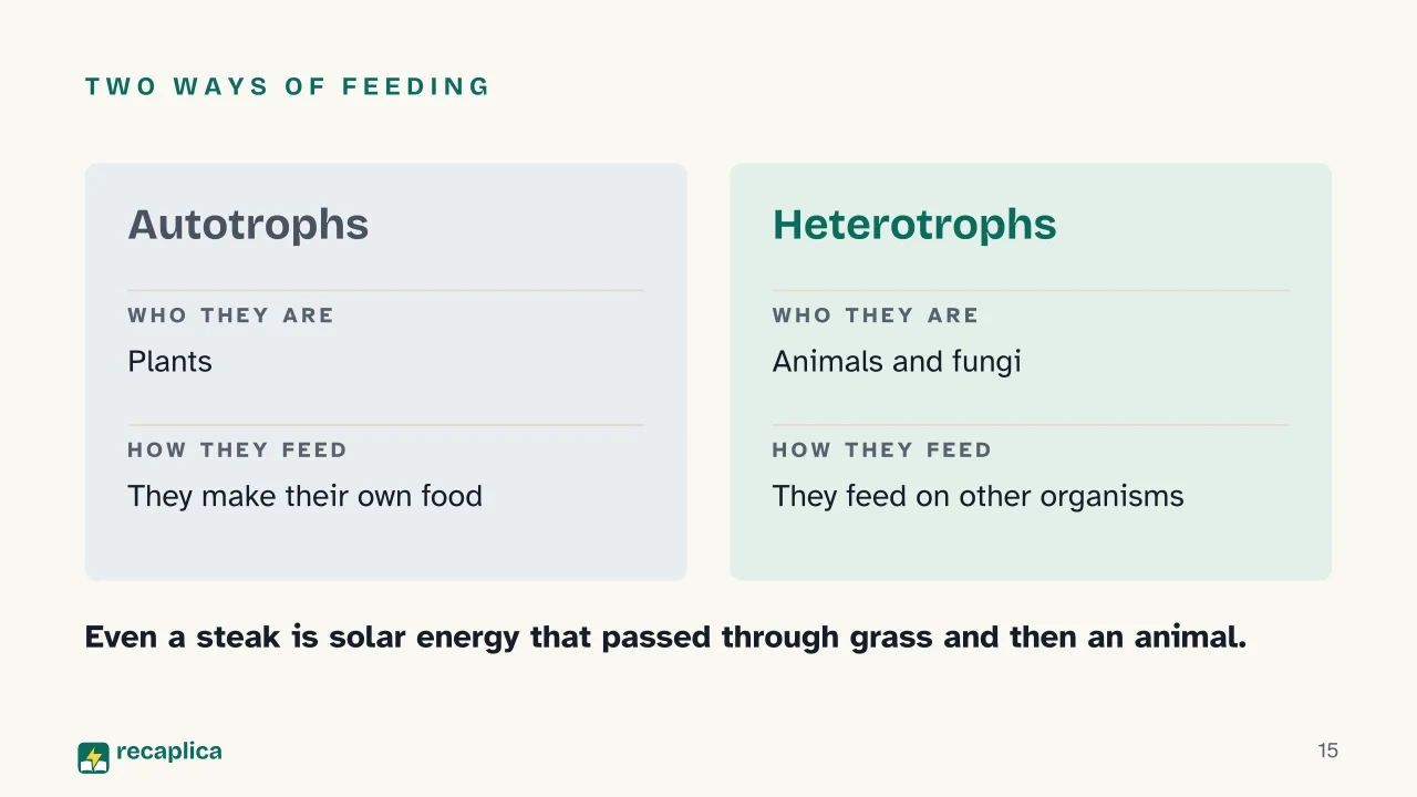 Slide 15 of the presentation on Photosynthesis: Two ways of feeding