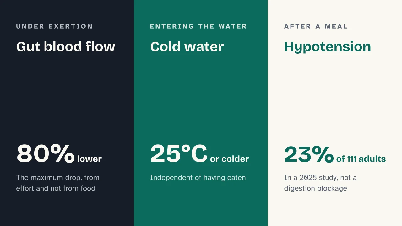 Slide 14 of the presentation on Swimming after eating: Gut blood flow · Cold water · Hypotension