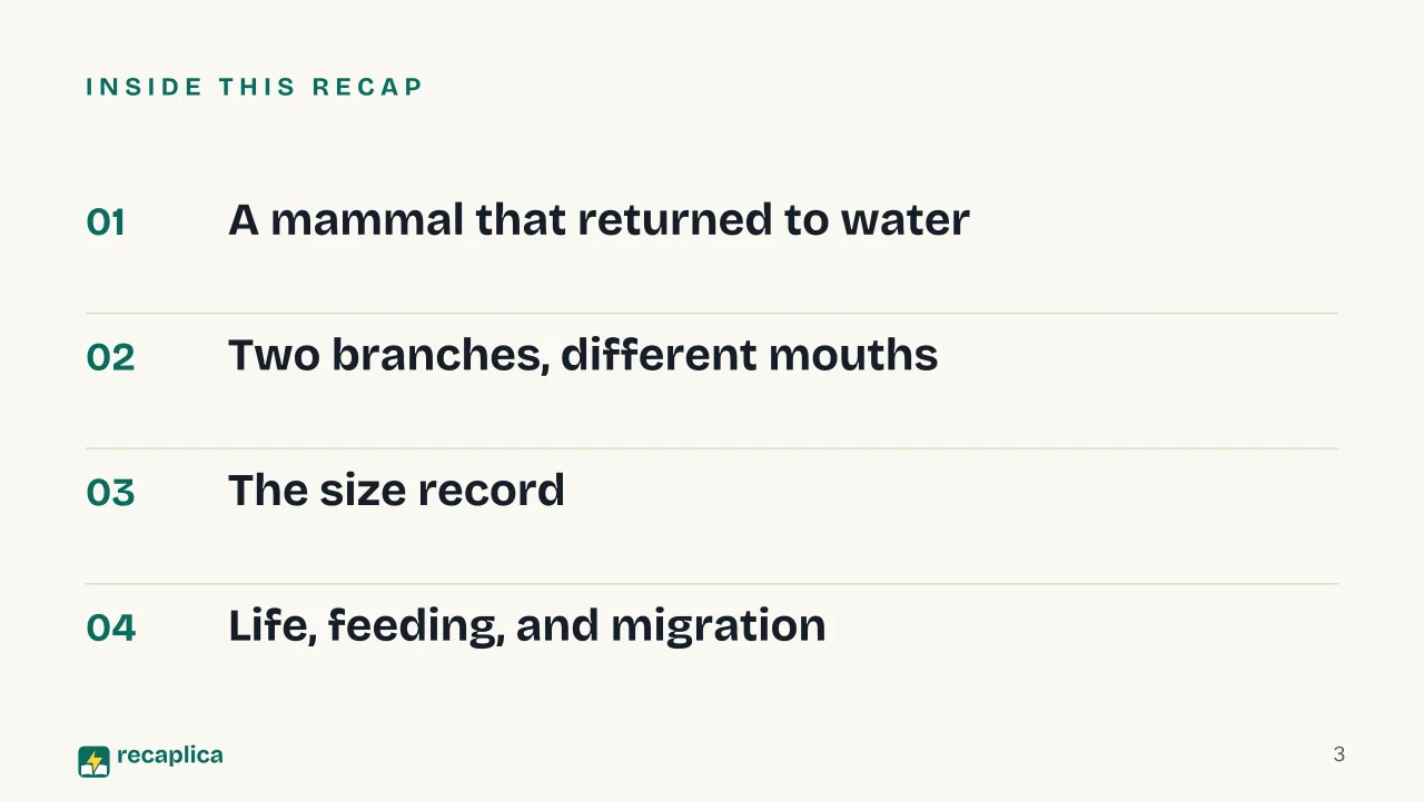 Slide 3 of the presentation on Whale: Inside this Recap