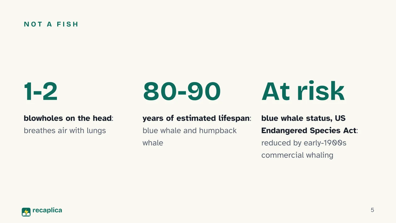 Slide 5 of the presentation on Whale: Not a fish