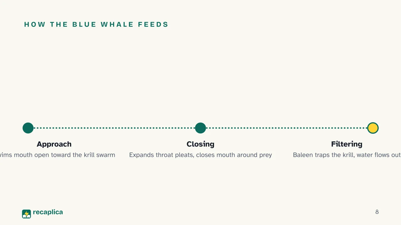 Slide 8 of the presentation on Whale: How the blue whale feeds