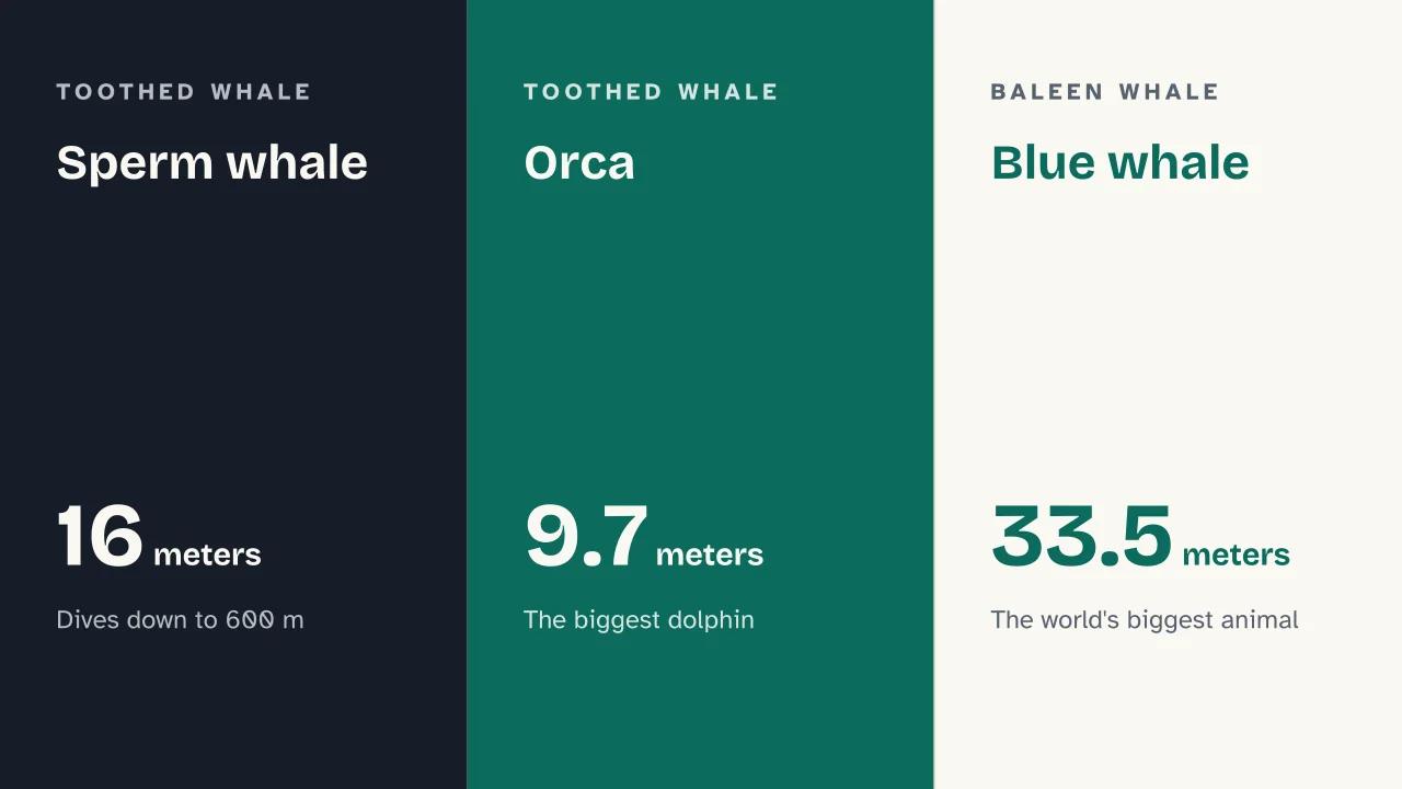 Slide 11 of the presentation on Whale: Sperm whale · Orca · Blue whale