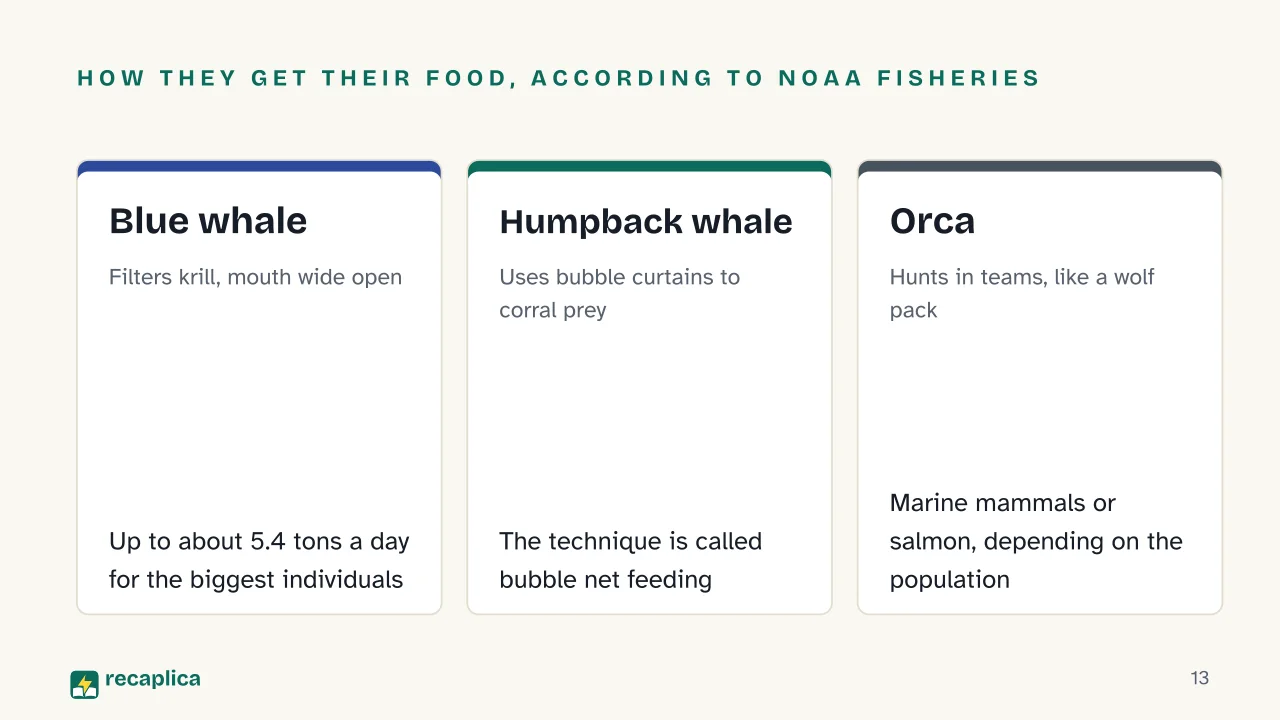 Slide 13 of the presentation on Whale: How they get their food, according to NOAA Fisheries: Blue whale, Humpback whale, Orca