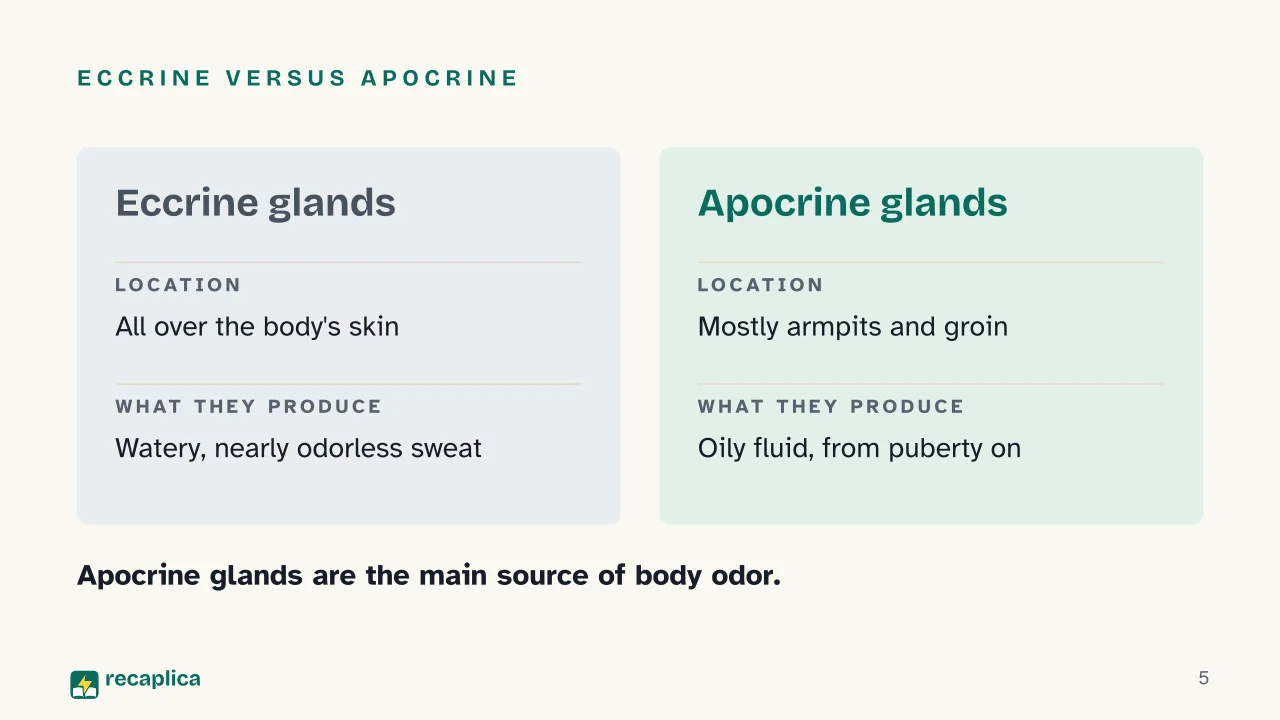 Slide 5 of the presentation on Why Does Sweat Smell? The Real Cause Isn't the Sweat: Eccrine versus apocrine