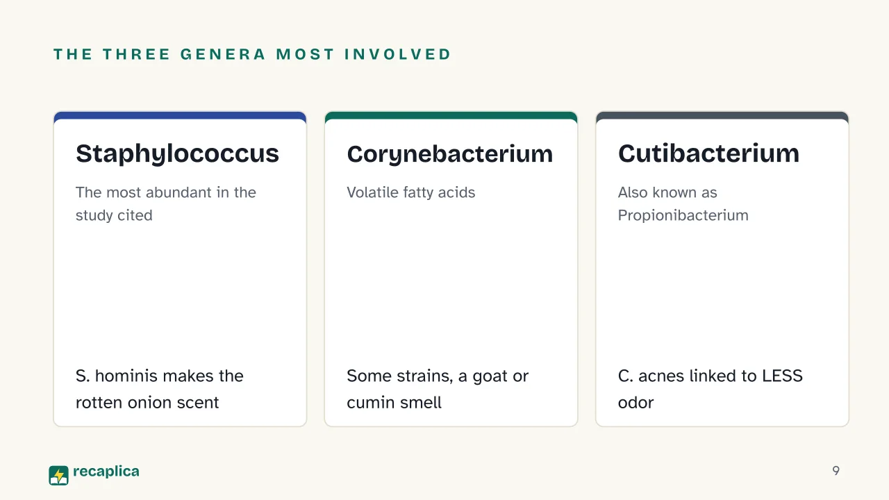Slide 9 of the presentation on Why Does Sweat Smell? The Real Cause Isn't the Sweat: The three genera most involved: Staphylococcus, Corynebacterium, Cutibacterium