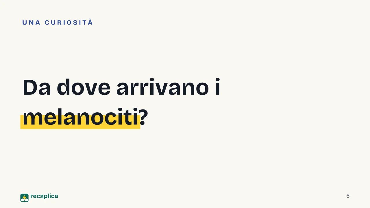 Slide 6 della presentazione su Abbronzatura: Da dove arrivano i melanociti?