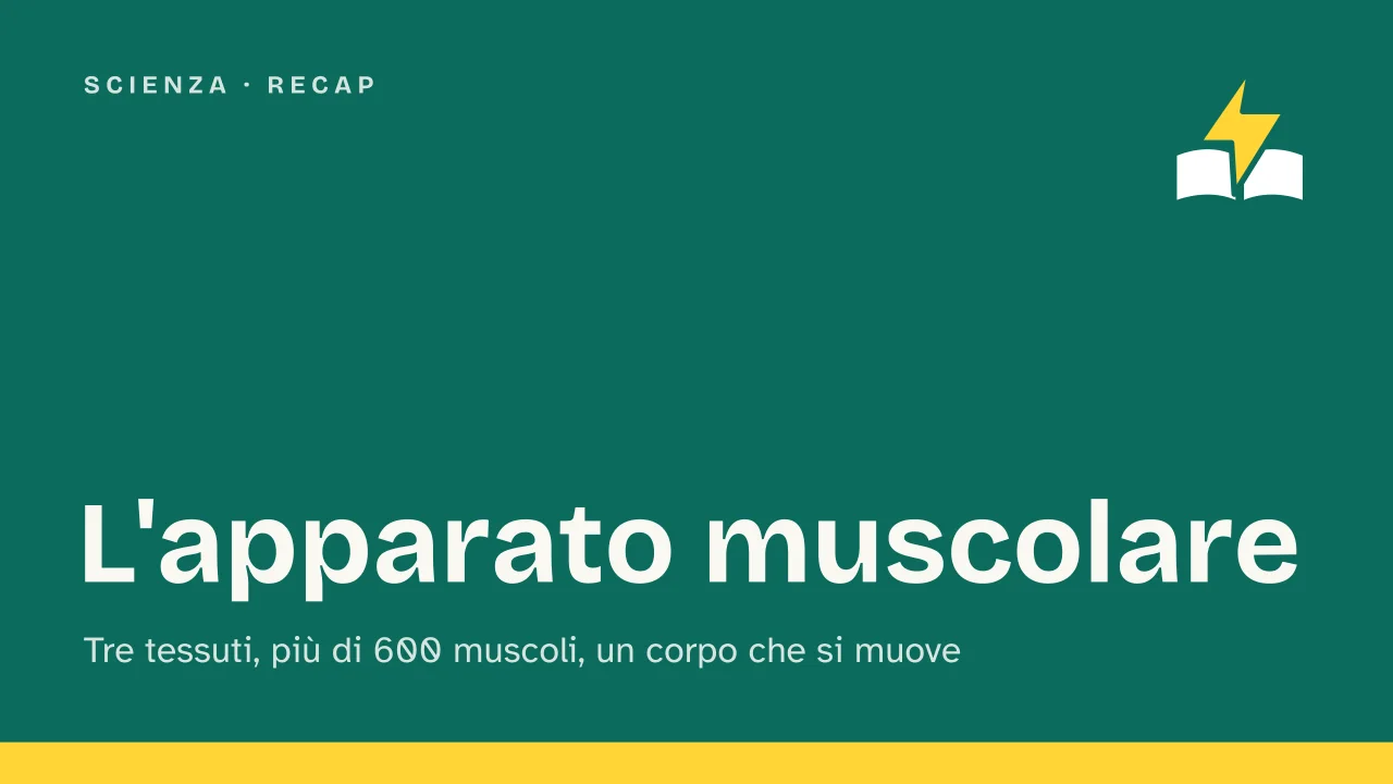 Slide 1 della presentazione su Apparato muscolare: L'apparato muscolare
