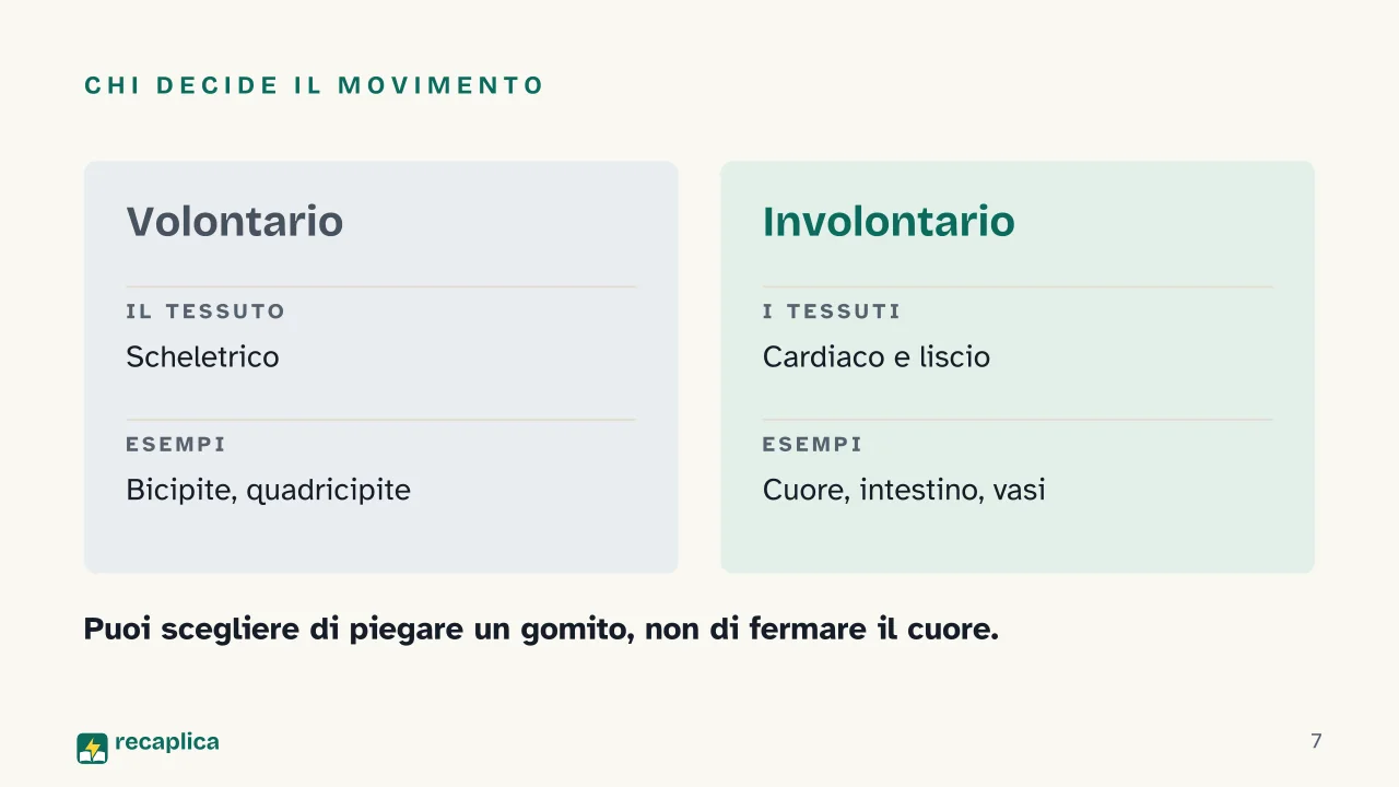 Slide 7 della presentazione su Apparato muscolare: Chi decide il movimento