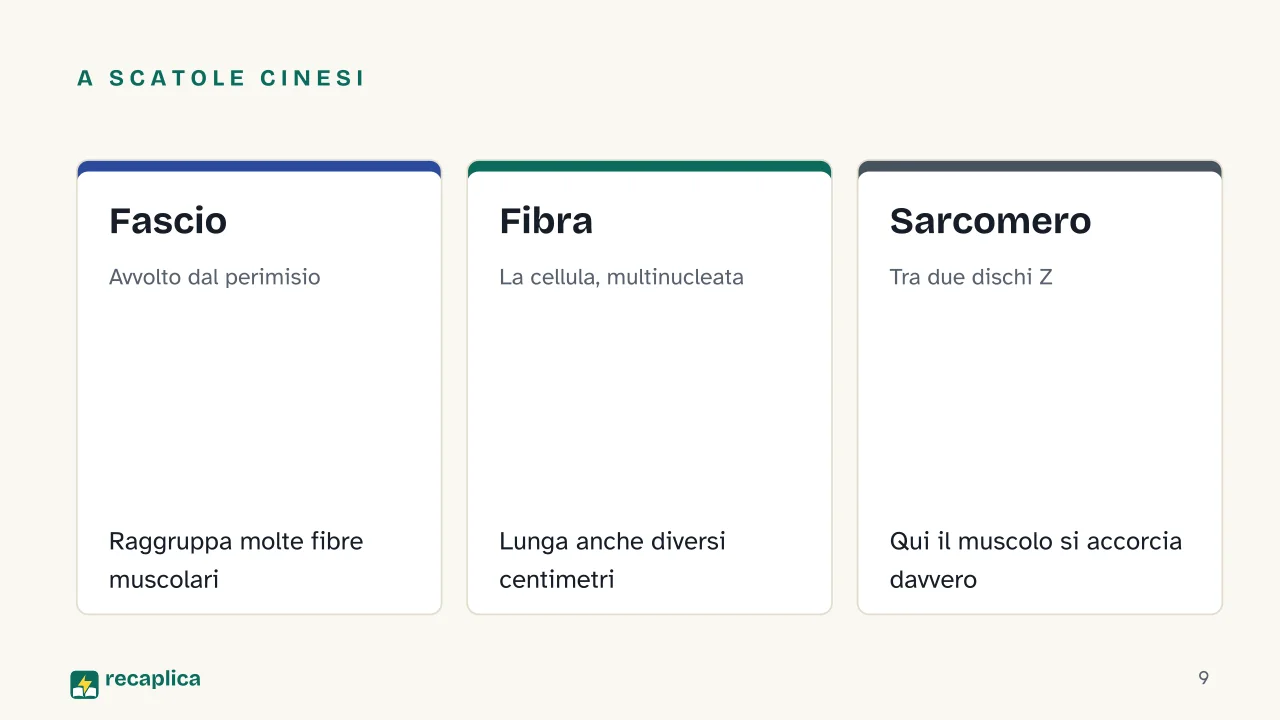Slide 9 della presentazione su Apparato muscolare: A scatole cinesi: Fascio, Fibra, Sarcomero