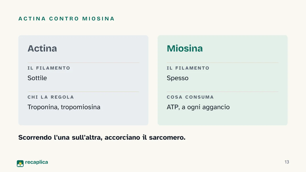 Slide 13 della presentazione su Apparato muscolare: Actina contro miosina