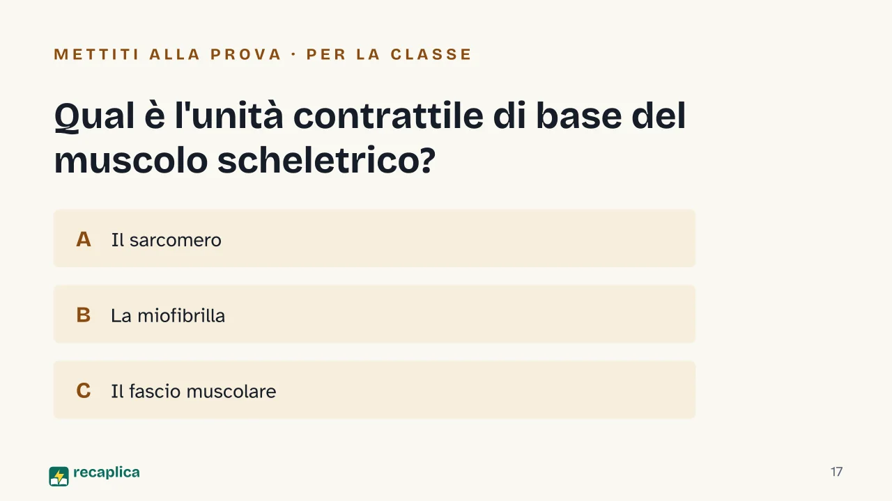 Slide 17 della presentazione su Apparato muscolare: Qual è l'unità contrattile di base del muscolo scheletrico?