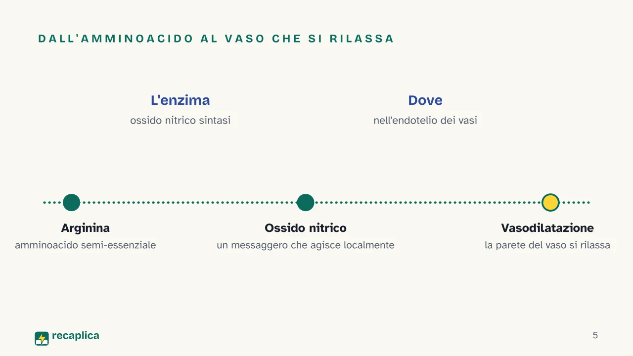 Slide 5 della presentazione su Arginina: Dall'amminoacido al vaso che si rilassa