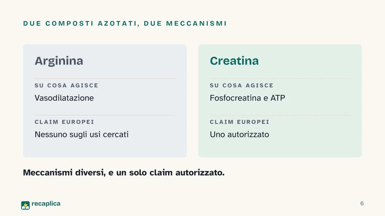 Slide 6 della presentazione su Arginina: Due composti azotati, due meccanismi
