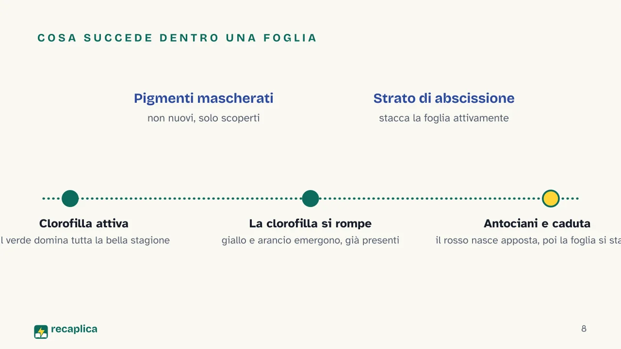 Slide 8 della presentazione su Autunno: Cosa succede dentro una foglia