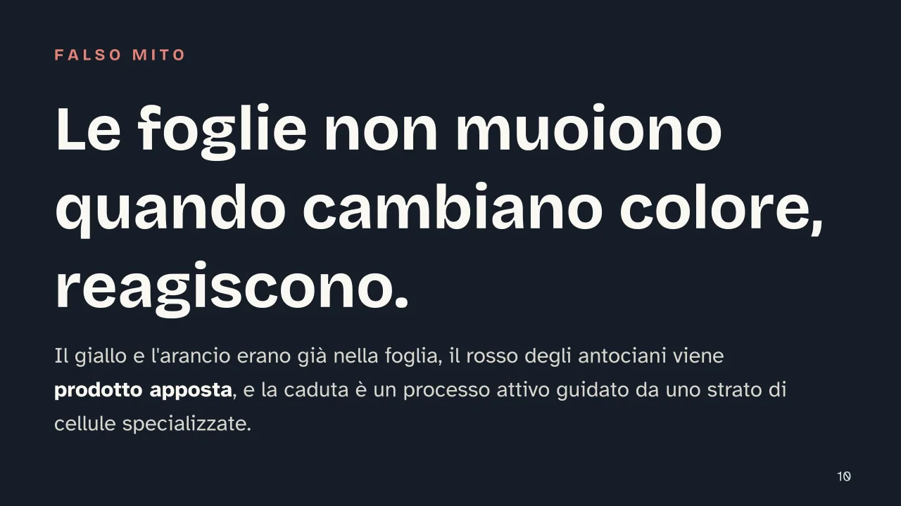 Slide 10 della presentazione su Autunno: Le foglie non muoiono quando cambiano colore, reagiscono.
