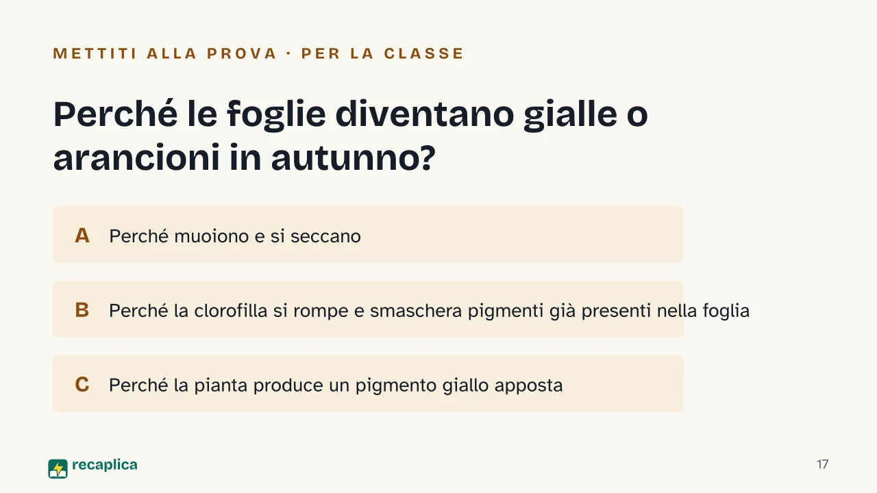 Slide 17 della presentazione su Autunno: Perché le foglie diventano gialle o arancioni in autunno?