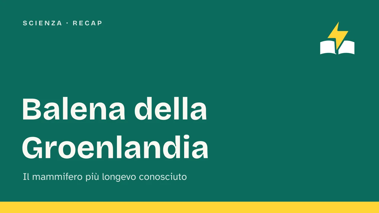 Slide 1 della presentazione su Balena della Groenlandia: Balena della Groenlandia