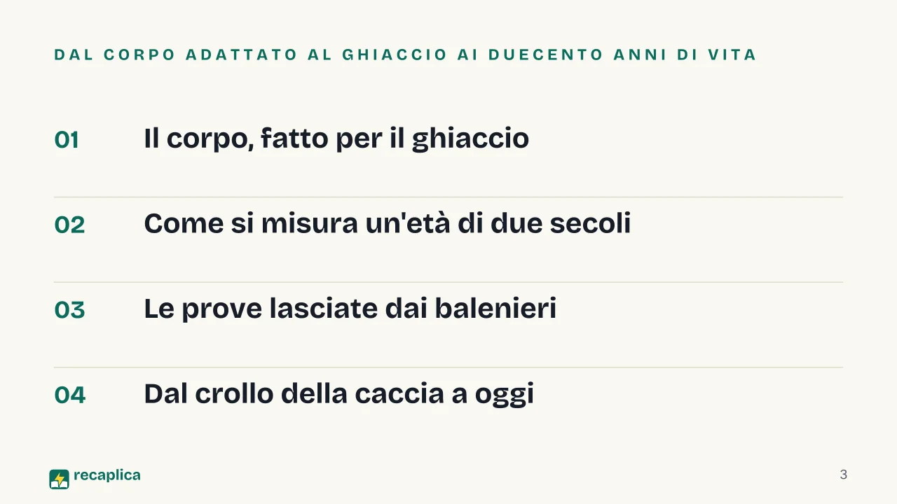 Slide 3 della presentazione su Balena della Groenlandia: Dal corpo adattato al ghiaccio ai duecento anni di vita