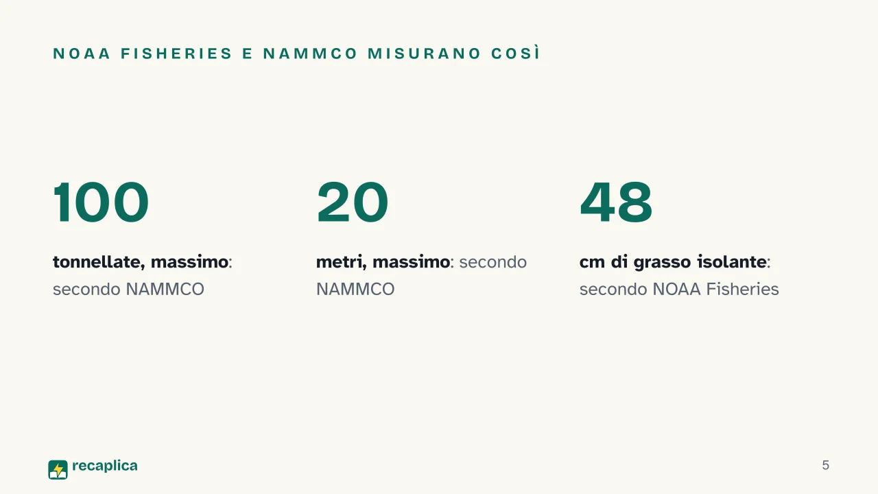 Slide 5 della presentazione su Balena della Groenlandia: NOAA Fisheries e NAMMCO misurano così