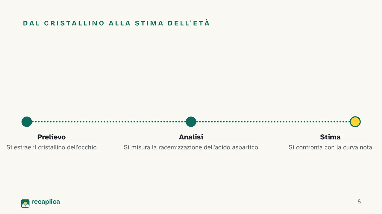 Slide 8 della presentazione su Balena della Groenlandia: Dal cristallino alla stima dell'età