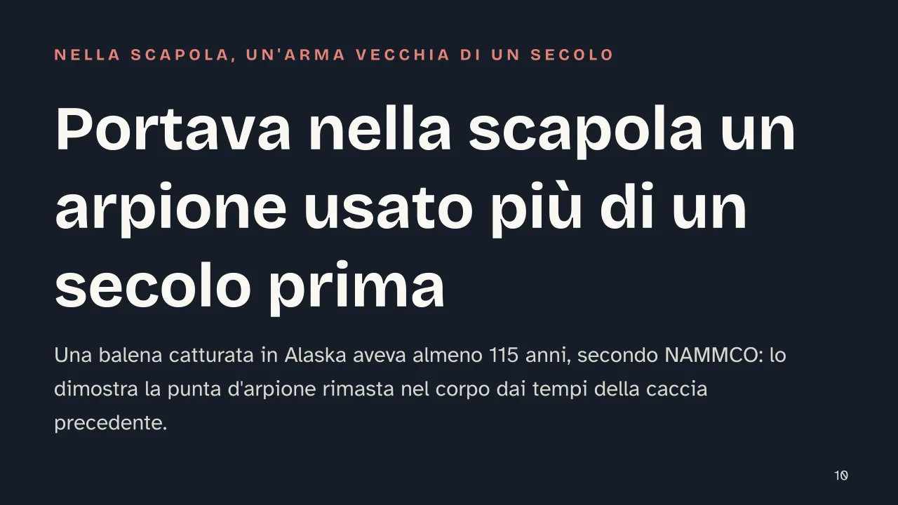 Slide 10 della presentazione su Balena della Groenlandia: Portava nella scapola un arpione usato più di un secolo prima