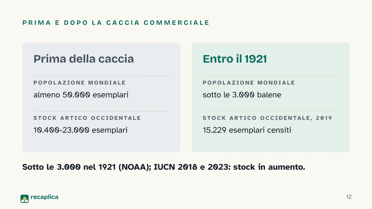 Slide 12 della presentazione su Balena della Groenlandia: Prima e dopo la caccia commerciale